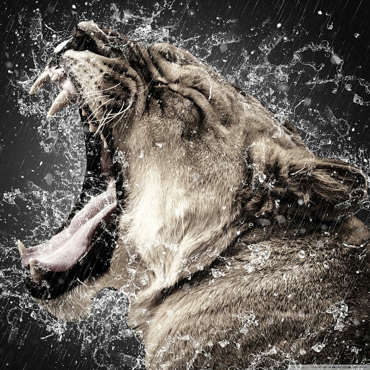 animal