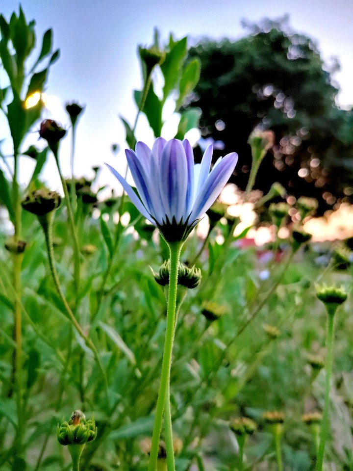 Evening Blur