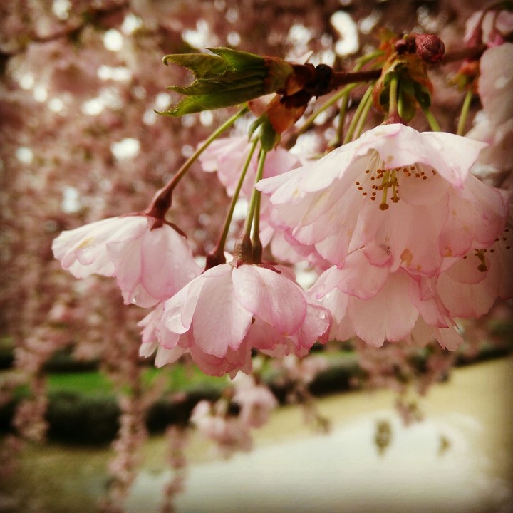Cherry Blossom