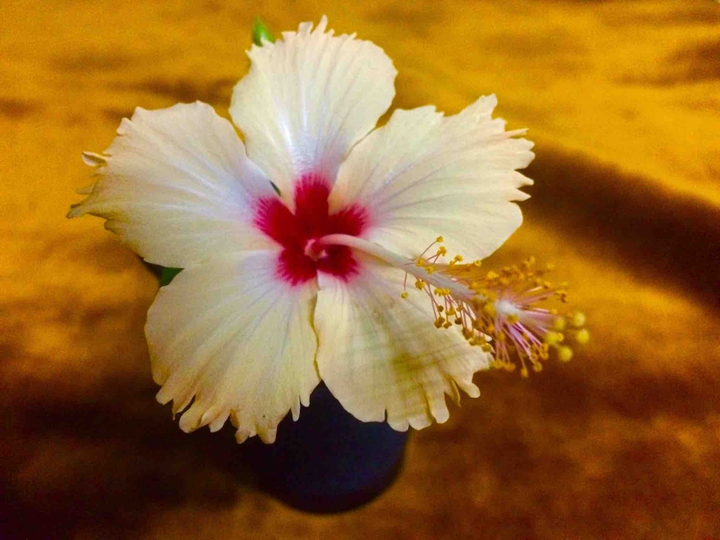 #flower