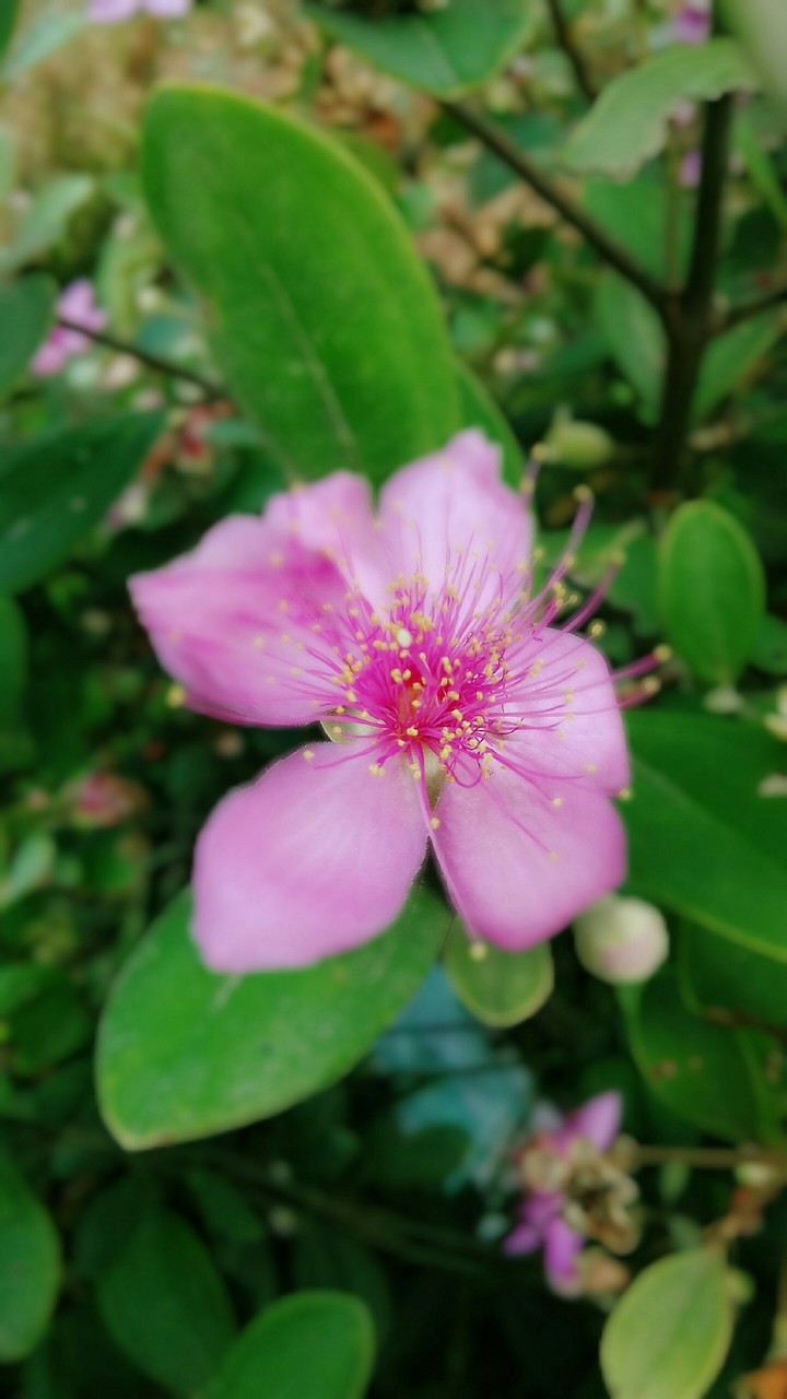 flower