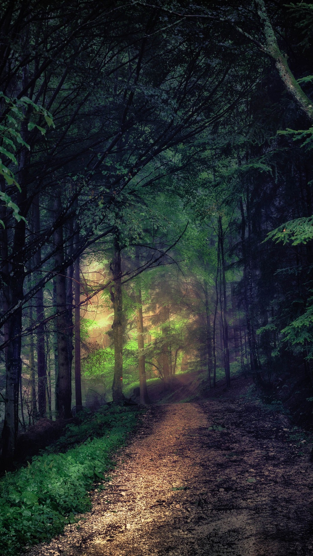 fondos de pantalla forest, wood