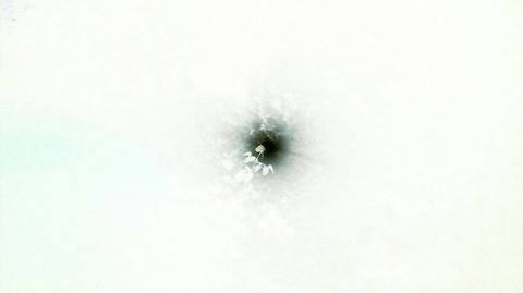 Moon and Flower Negative♡