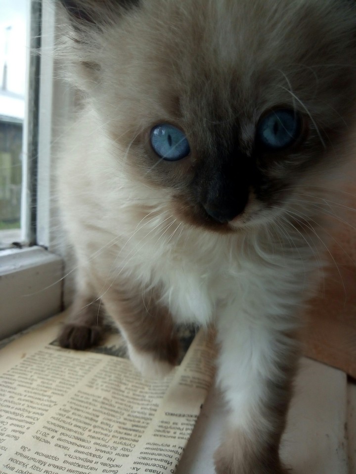 Cat