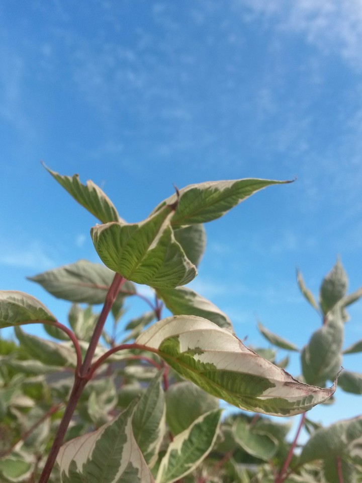 leaves