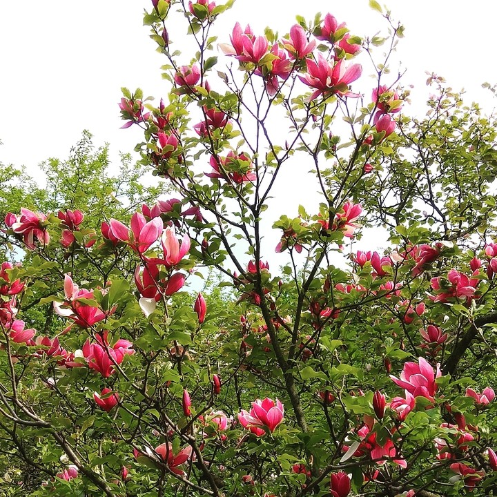 Magnolias