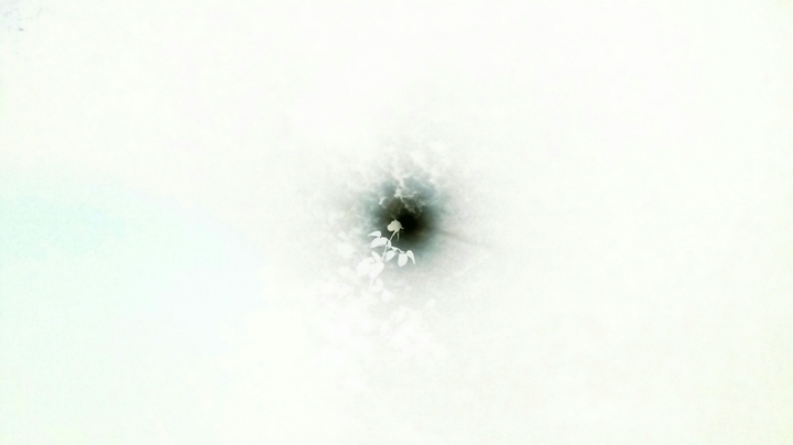 Moon and Flower Negative♡