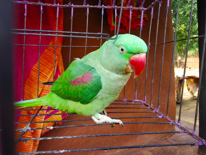parrot