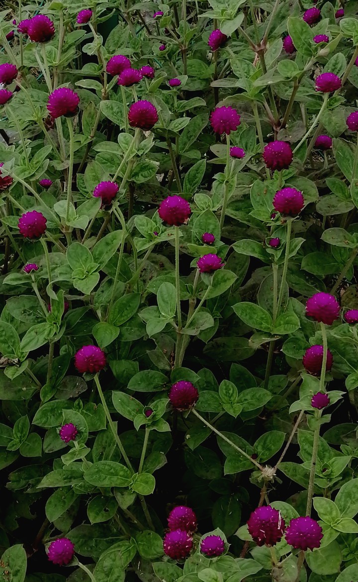 purple lover