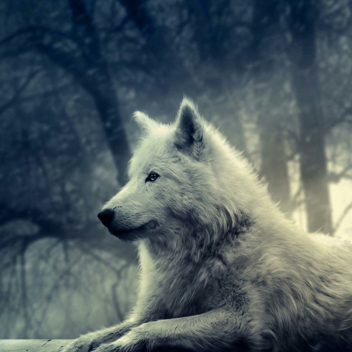 wolf