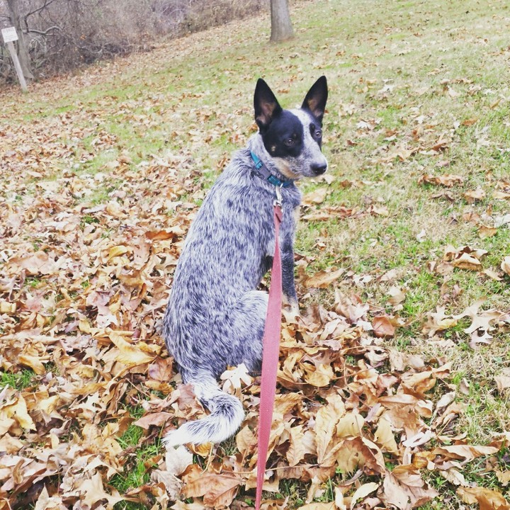 Roo The rockstar