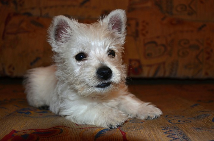puppy Dafi