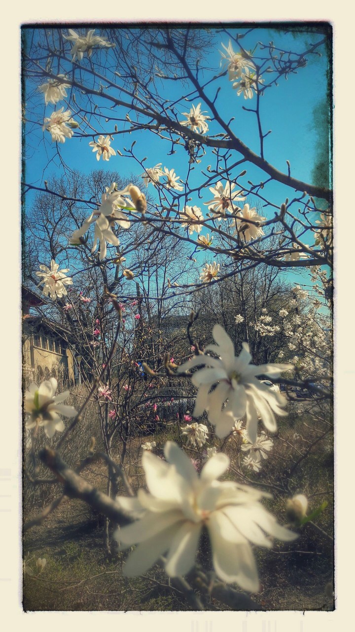 spring