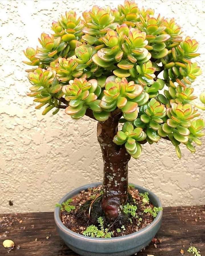 succulent