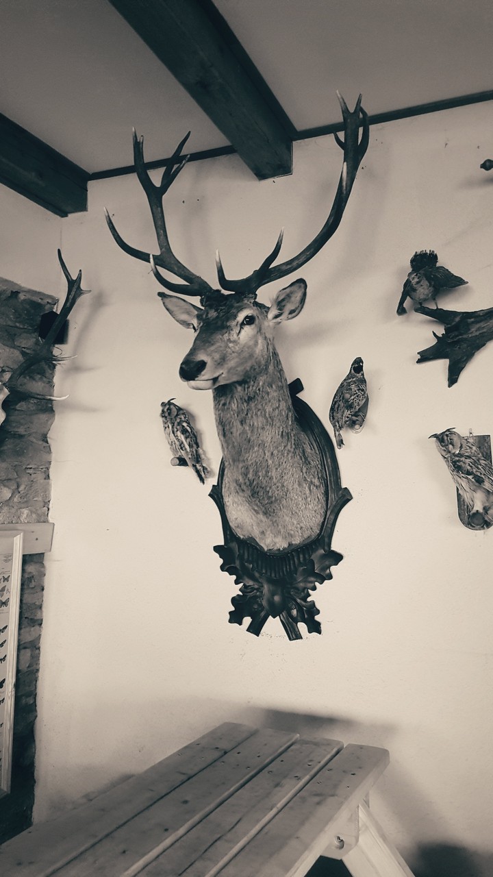 Deer