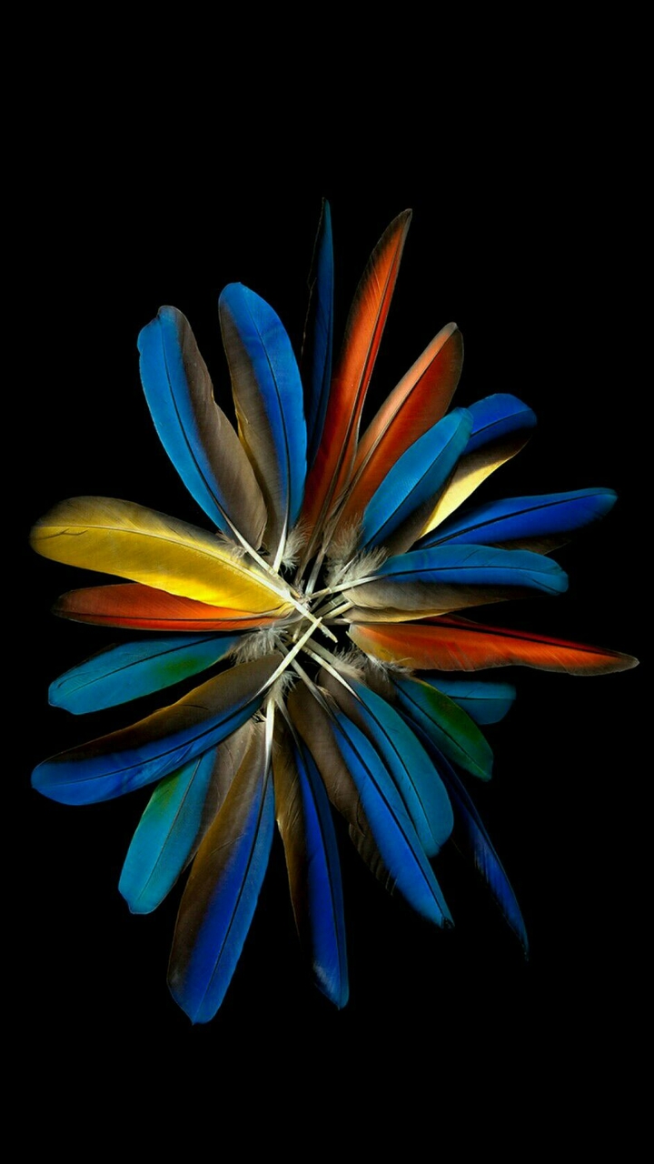 Feethers play wid colors