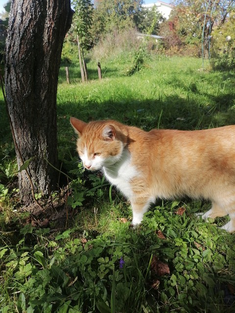 sfondi cat, carnivores