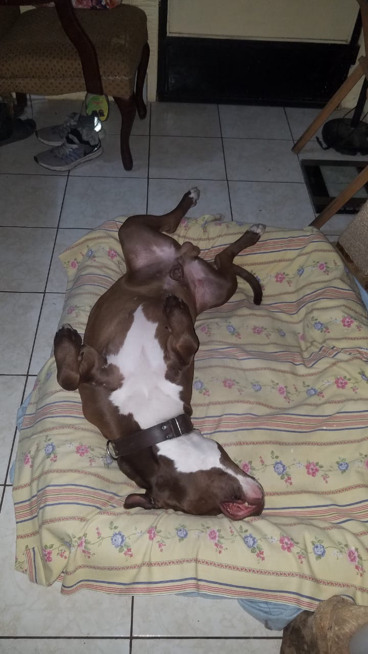 dulce sueños