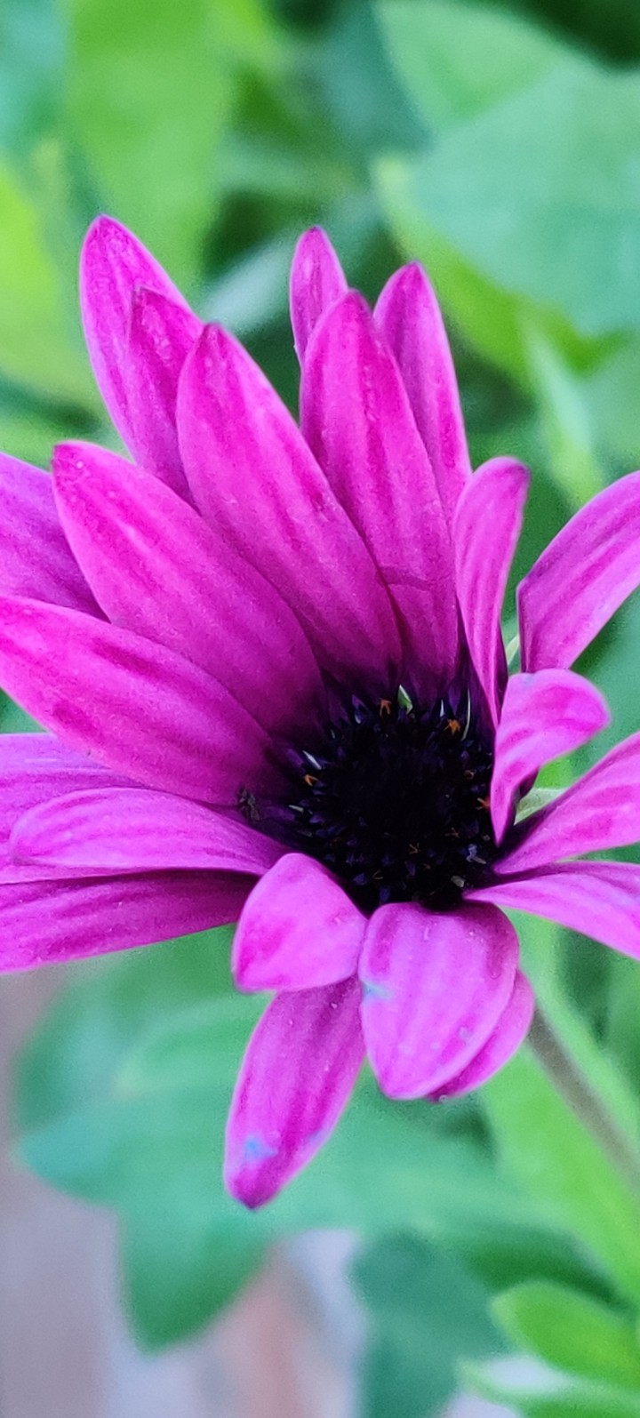 Daisy