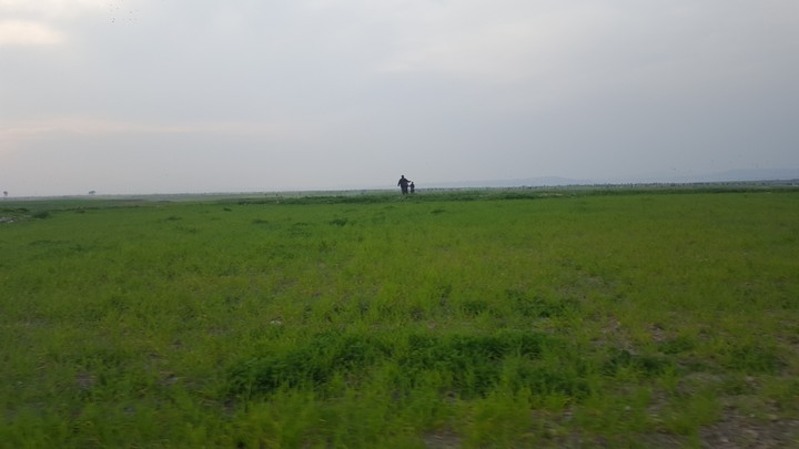 Greenery