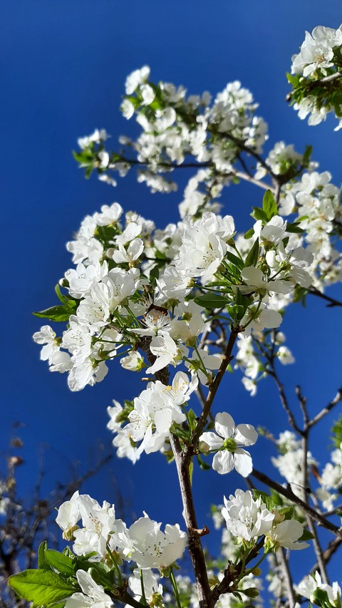 flower, tree wallpapers