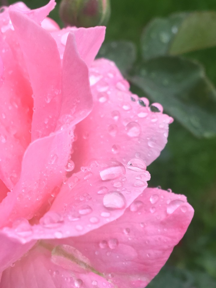 after rain