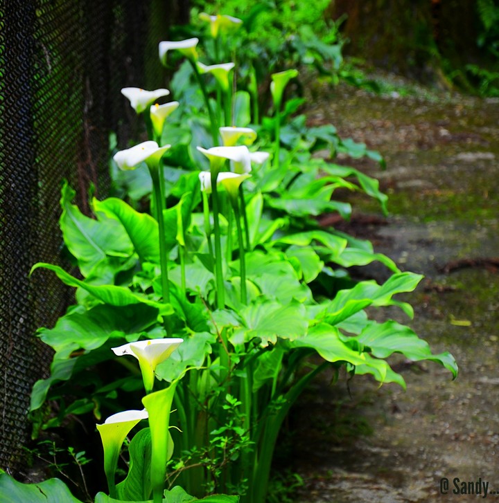 Wild Lilly