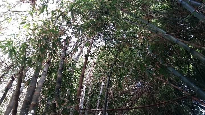 Bamboo