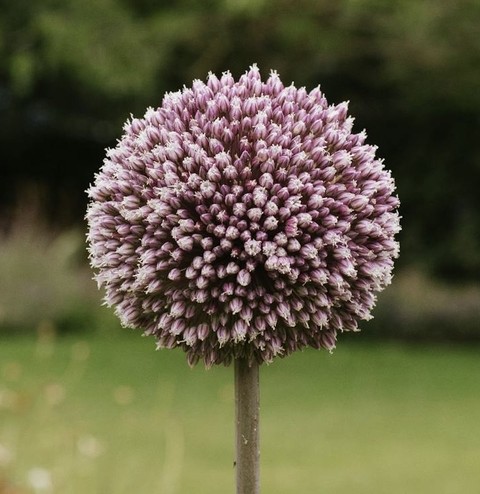 allium, flower achtergronden