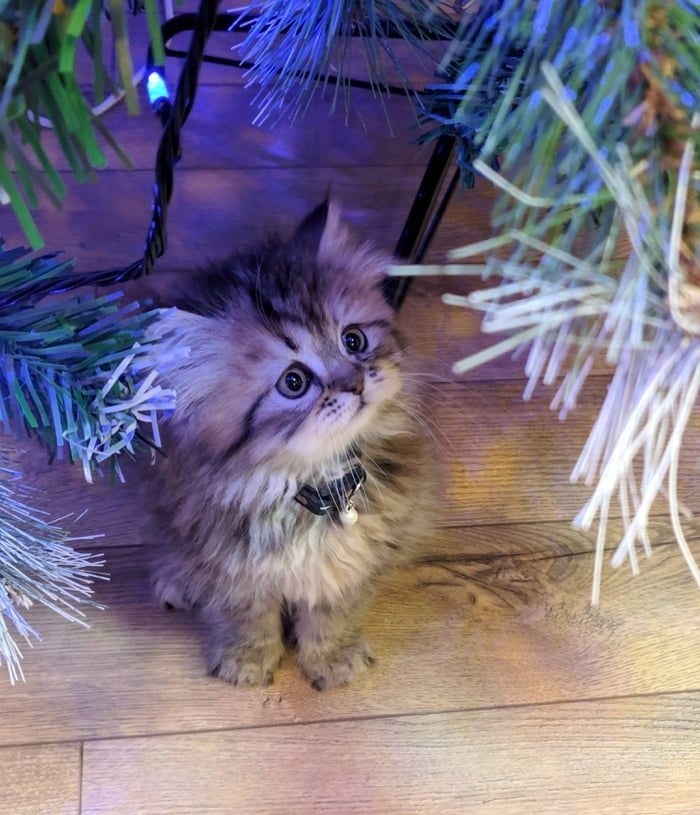 sad kitty