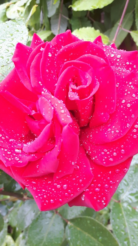 red rose