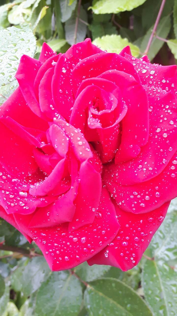 red rose