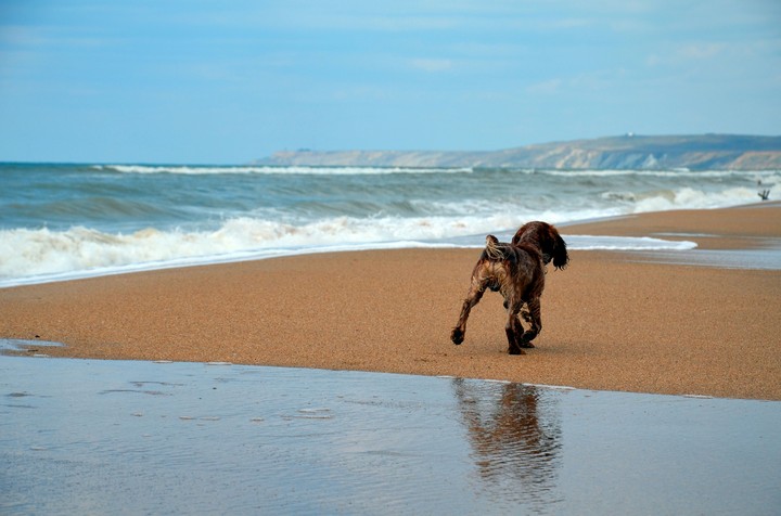 Sea.  animal