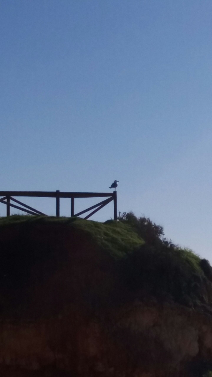 Bird