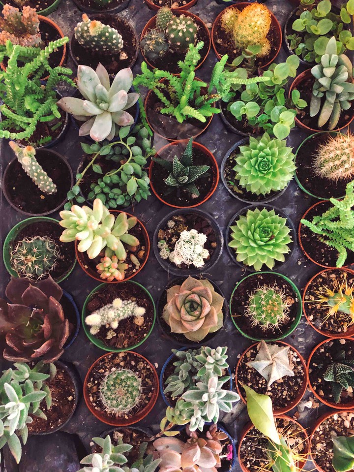cactus