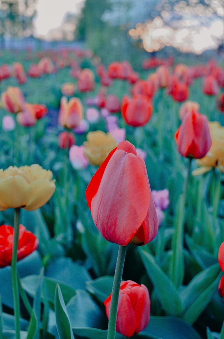 red flower