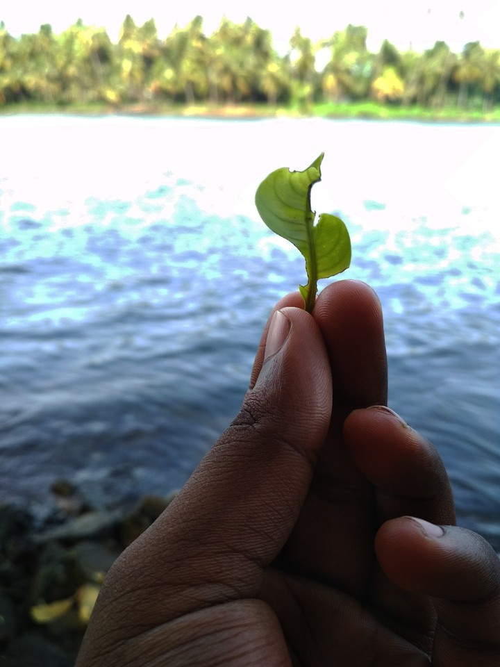 leaf