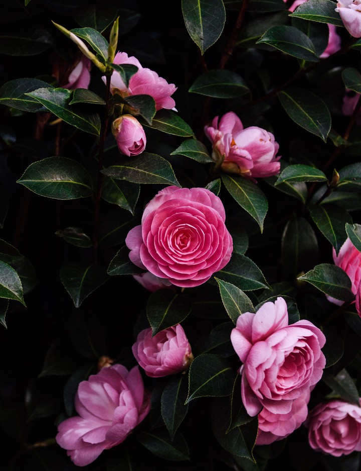 pink