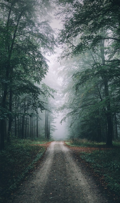 Forêt