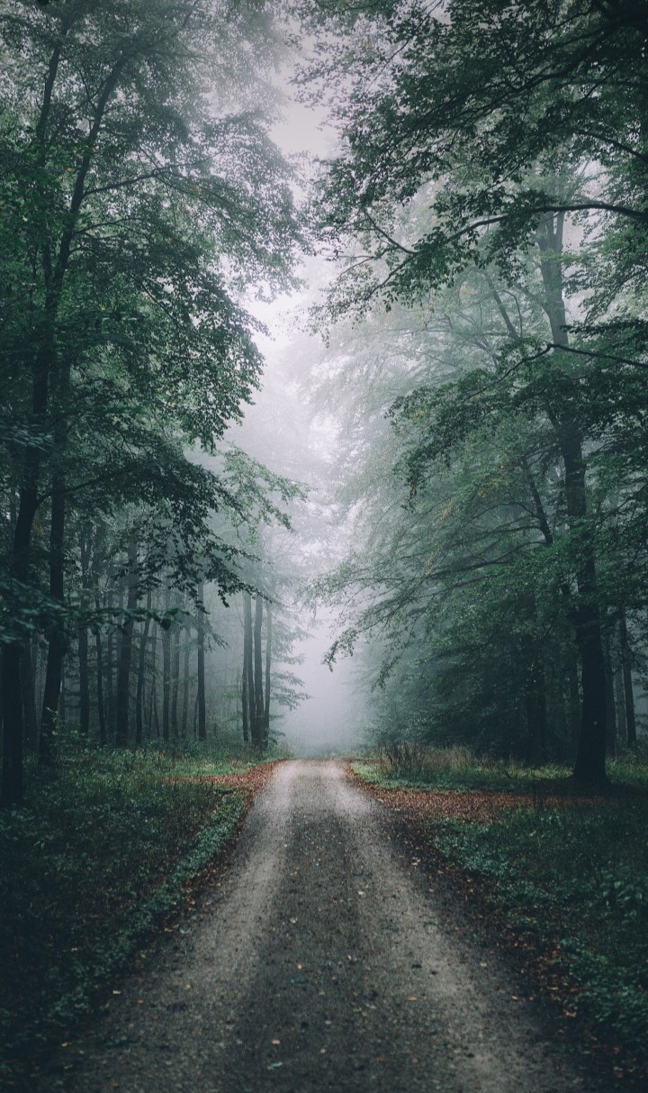 Forêt