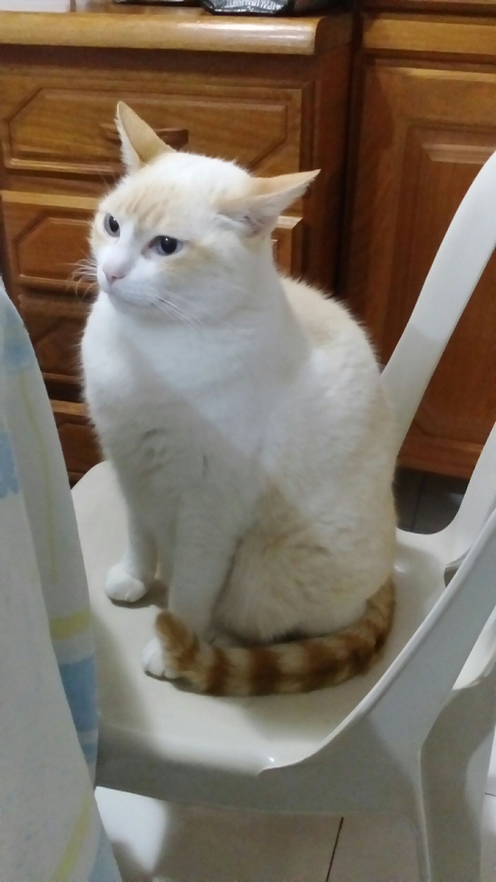 Gato pensador.
