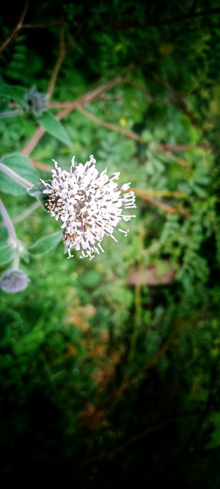 naturepic