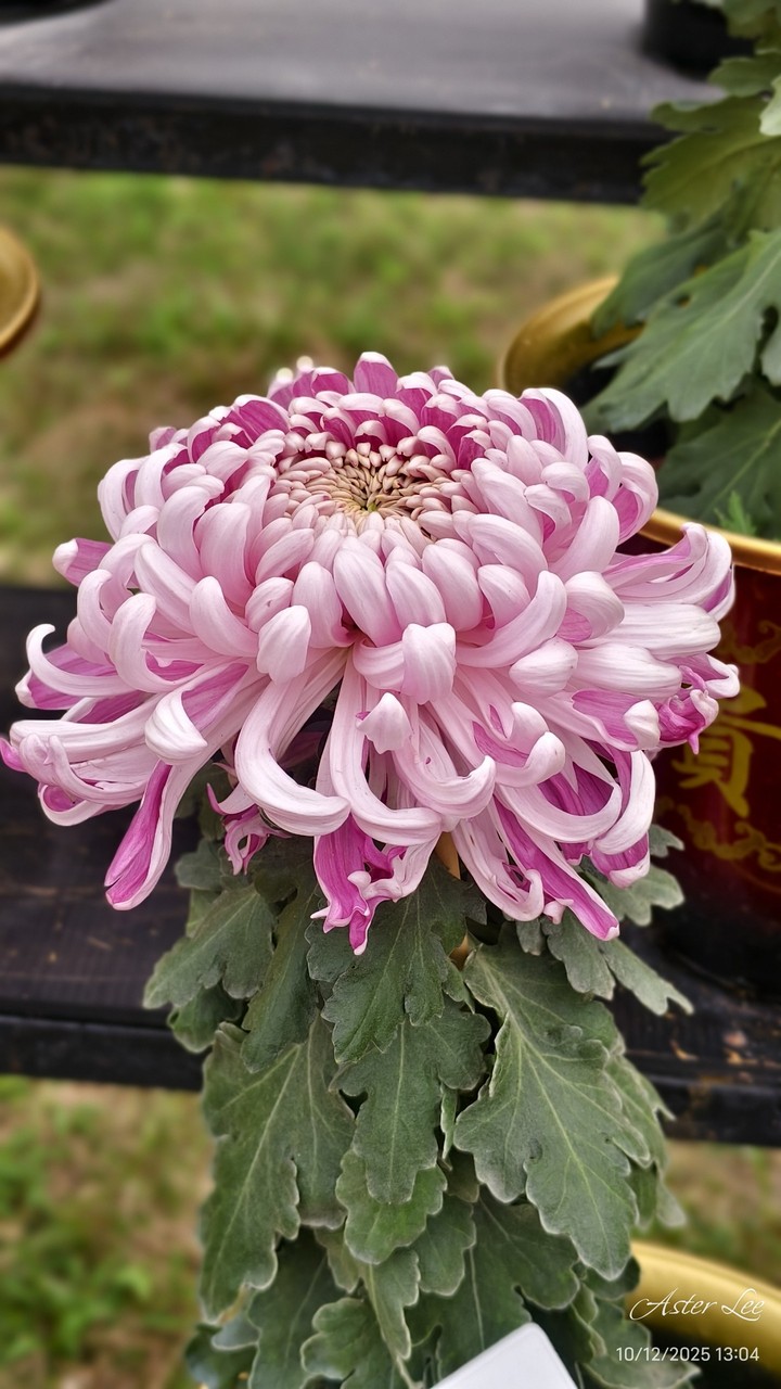 .