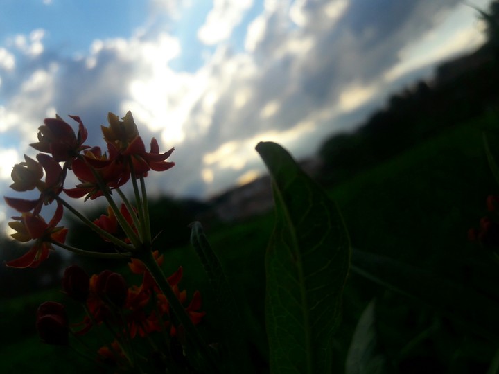 flower sky