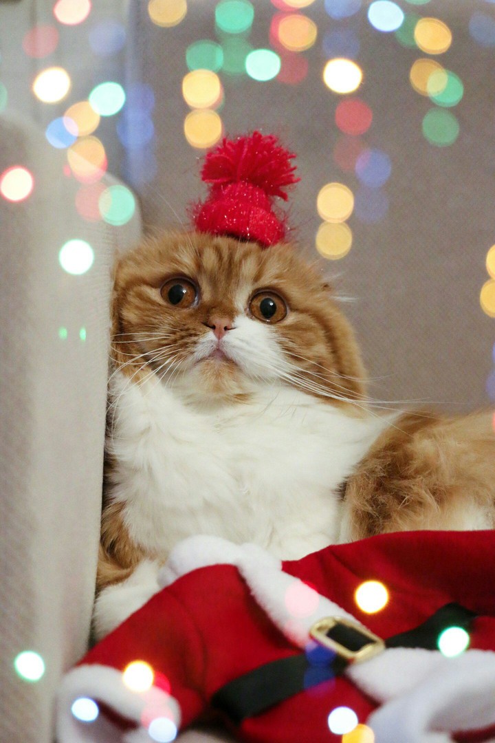 cat