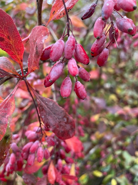 Mahonia