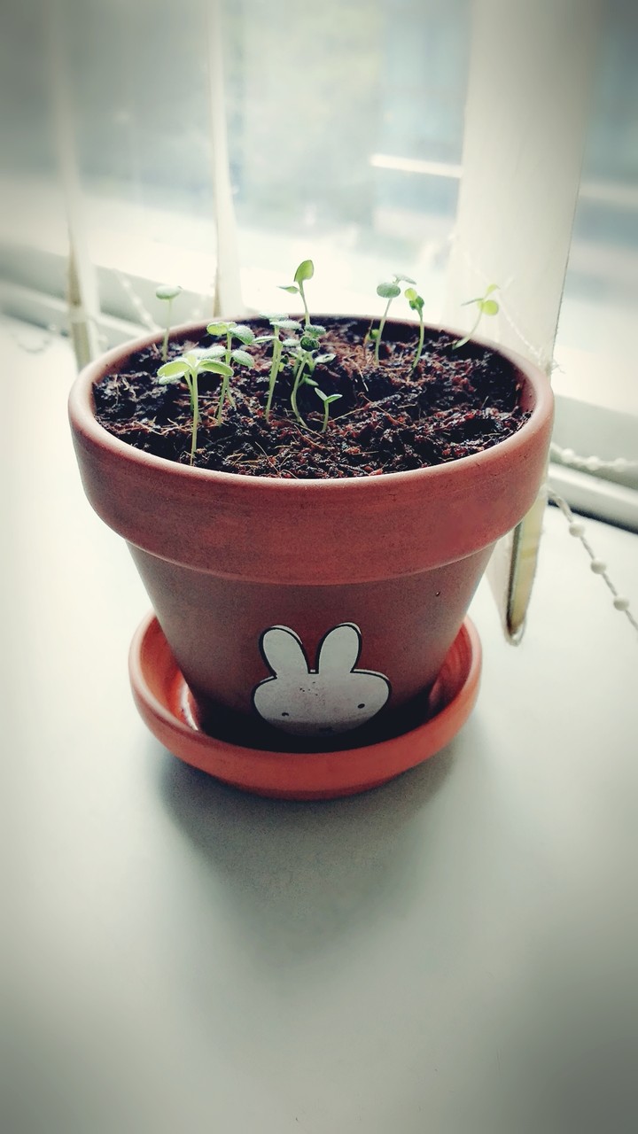 plant