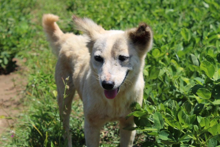 street dog