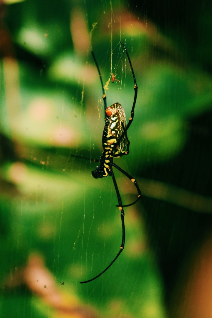 wildlife