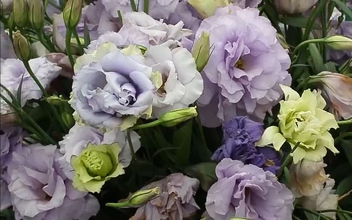 attractive flowers